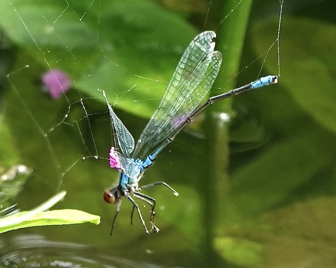 small red-eyed damselfly